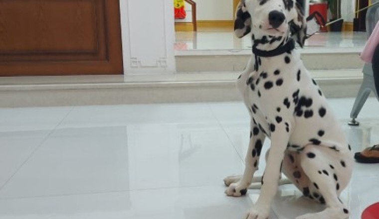 Pet Clinic in Dubai | Animal Specialist Clinic Dubai | UAE