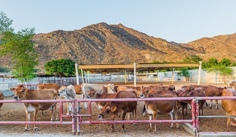 مزارع الرميلة الإماراتية توفر نظرة خلف الكواليس على منشأة الألبان الموسعة