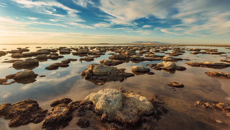 A never-before-seen creature has been found in the Great Salt Lake