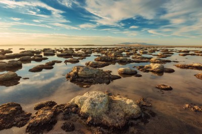 A never-before-seen creature has been found in the Great Salt Lake